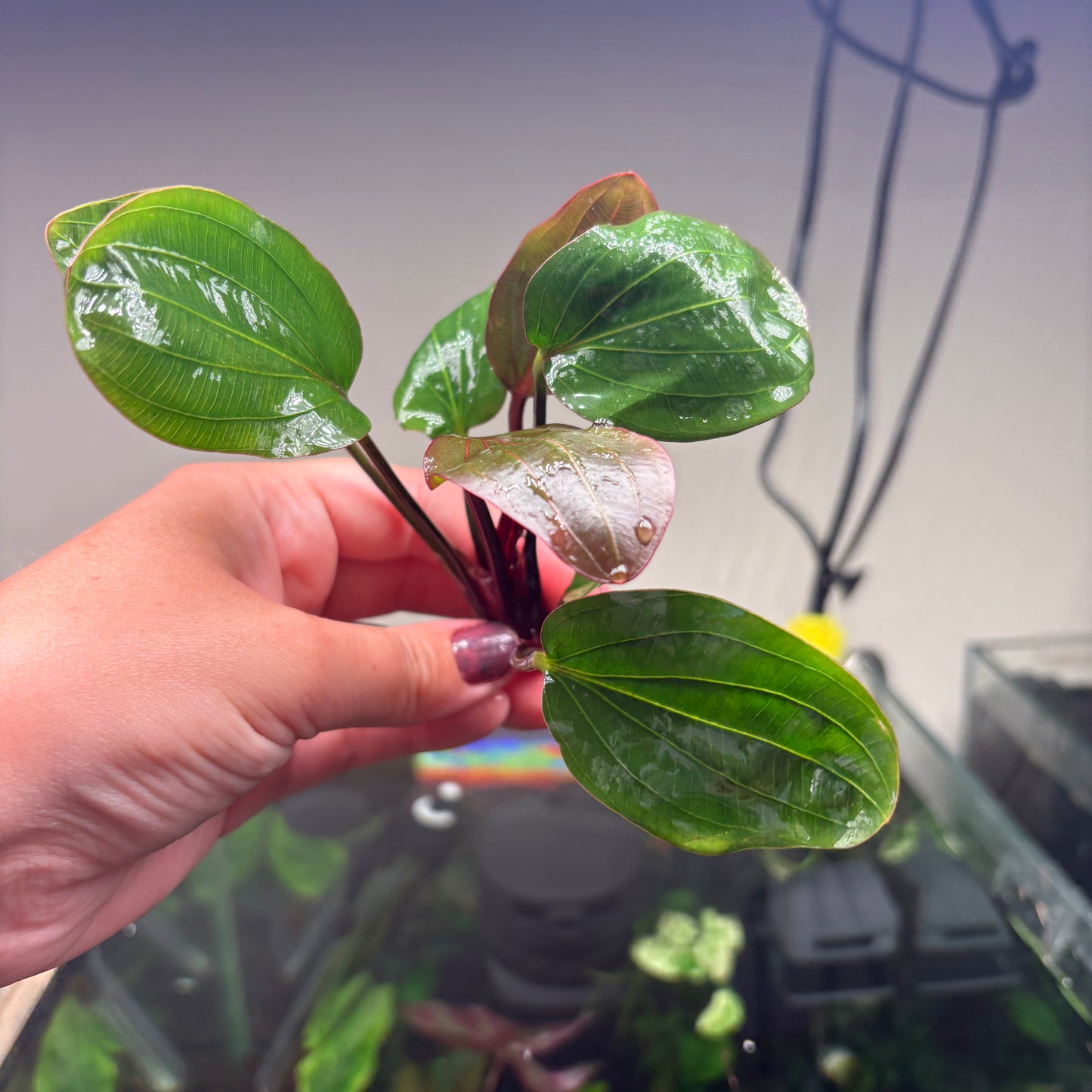 Echinodorus ‘Big Bear’ Special