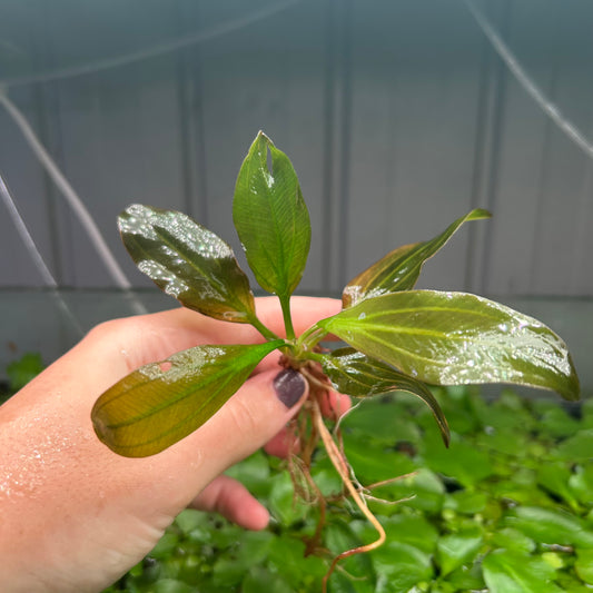 Echinodorus Apart RARE ★