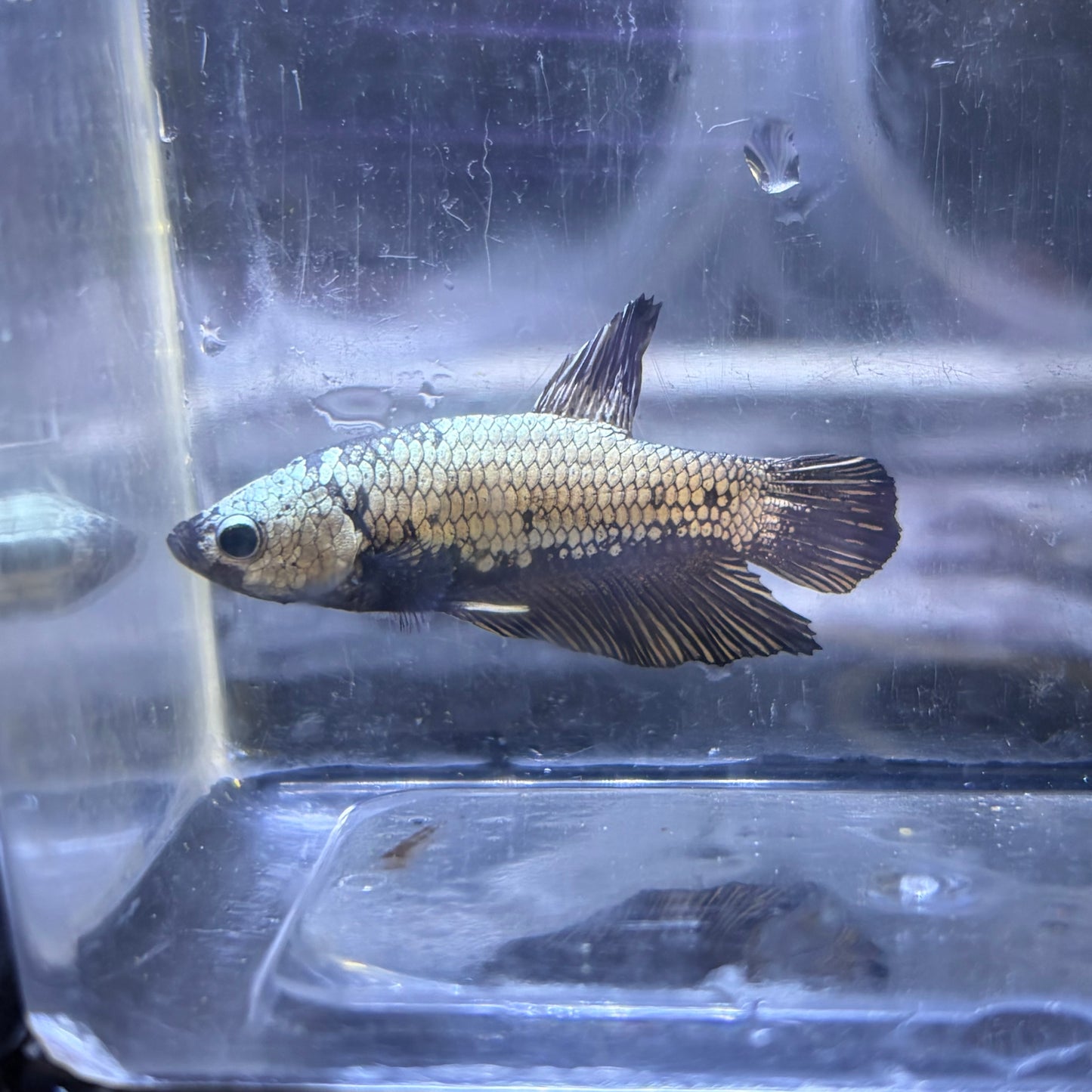 Black Samurai Male Betta 3.5cm (B)