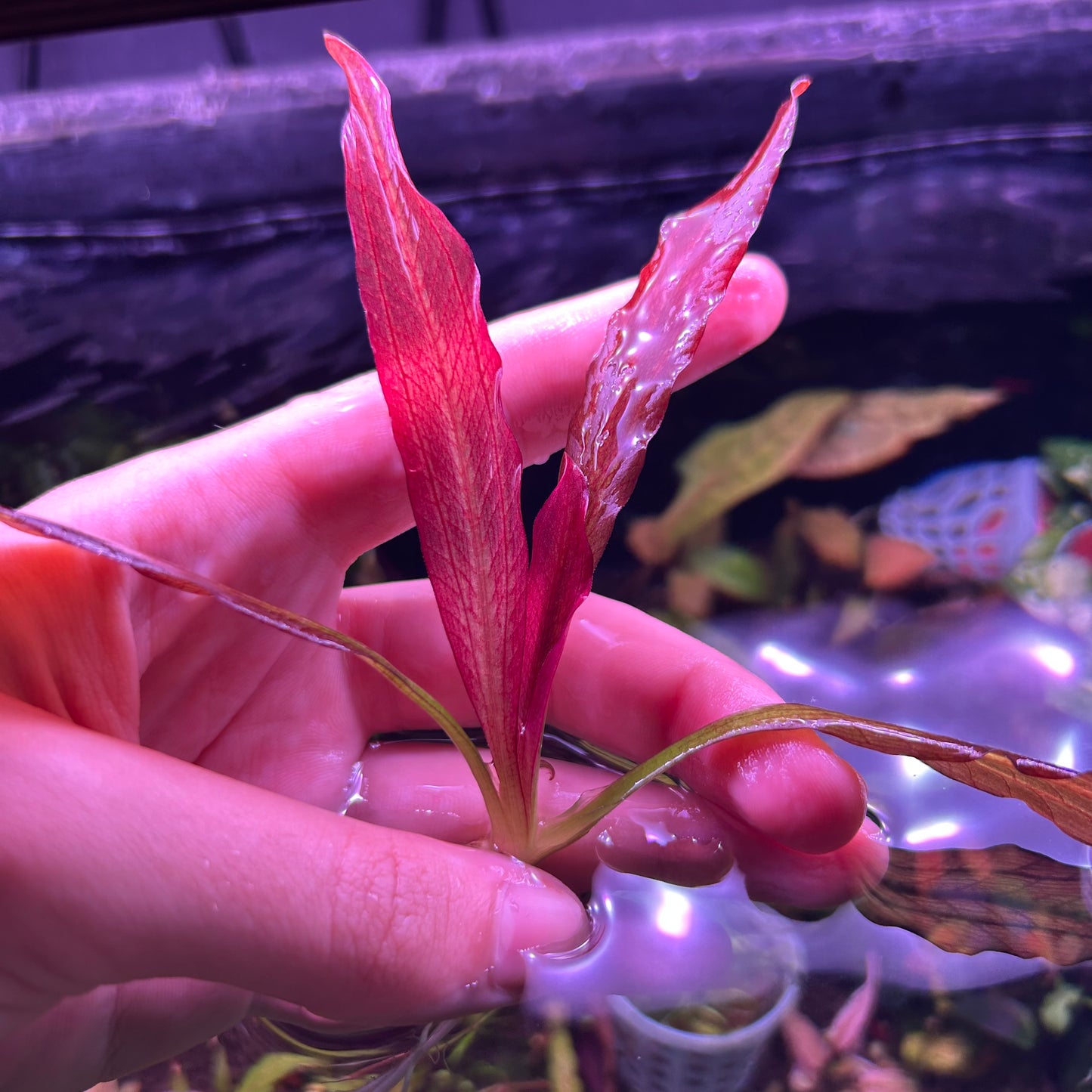 Red Sword Echinodorus (No ID) Aquarium Aquatic Fish Tank Plant