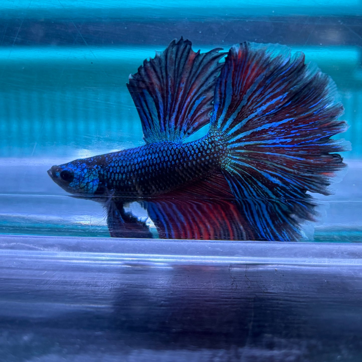 Super Delta Tail Male Betta 3.5cm (C)