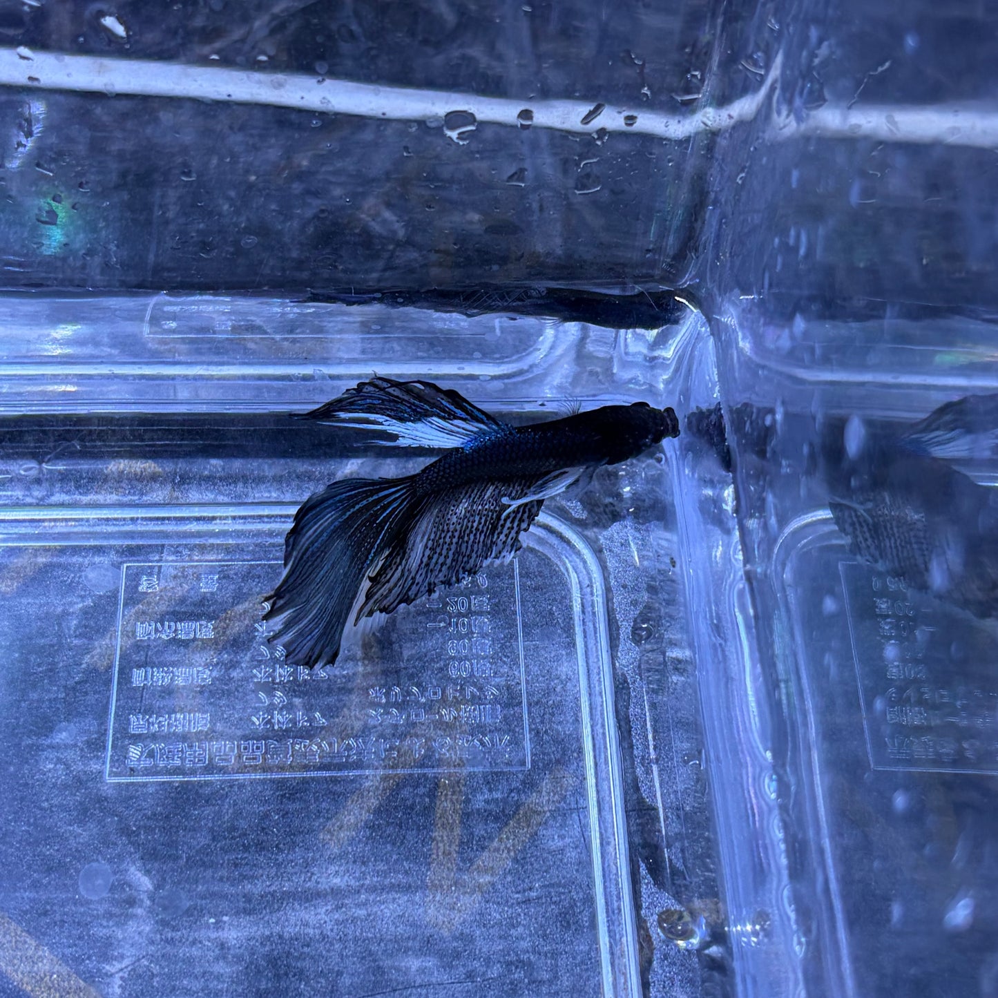 Super Delta Tail Male Betta 3.5cm (G)