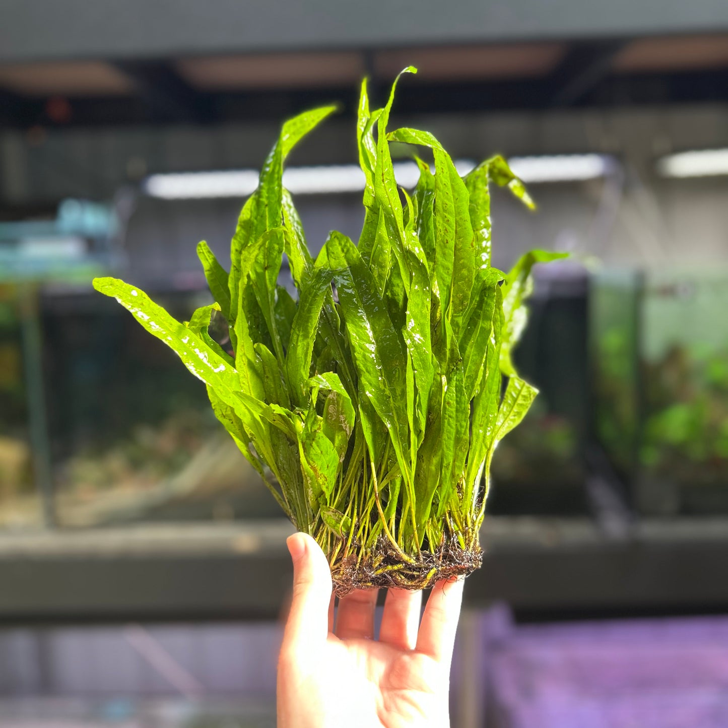 Java Fern Clump - Large ★