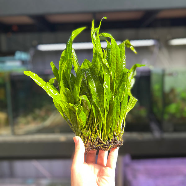 Java Fern Clump - Large ★