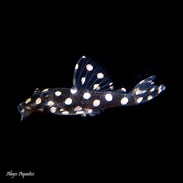 L201 Orinco Angel Snowball Pleco 2-3cm