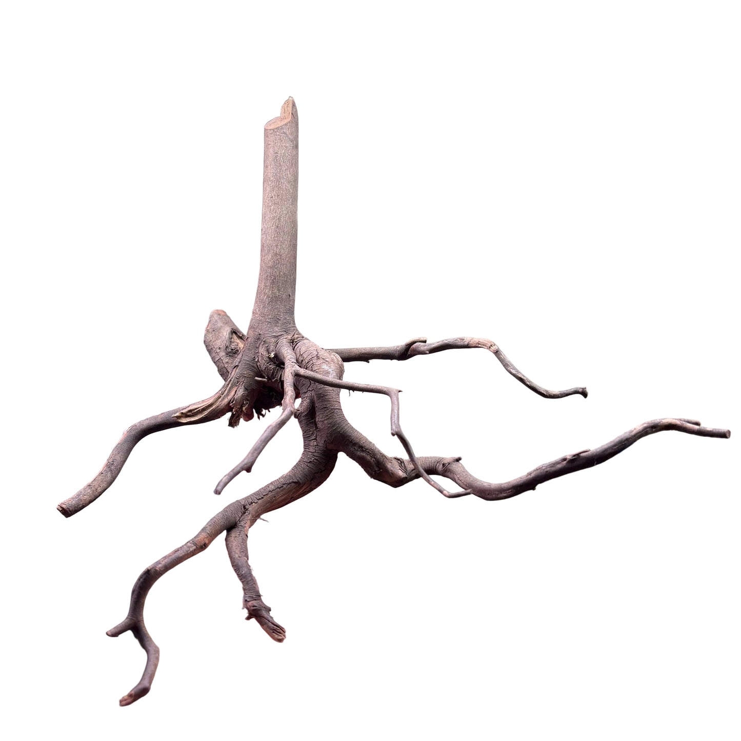 Indonesian Black Gold Vine Driftwood - Small 20-40cm