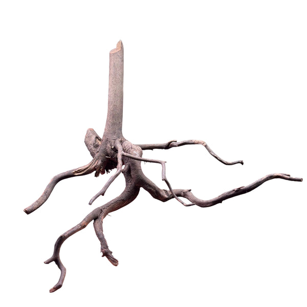 Indonesian Black Gold Vine Driftwood - Small 20-40cm