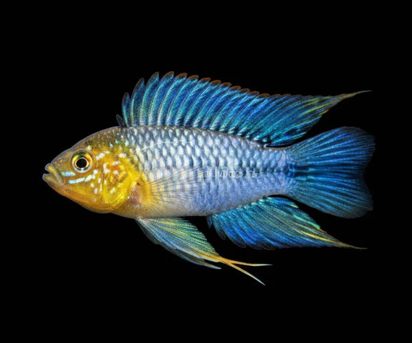 Apistogramma Borelli Yellow Blue Pair 3-4cm