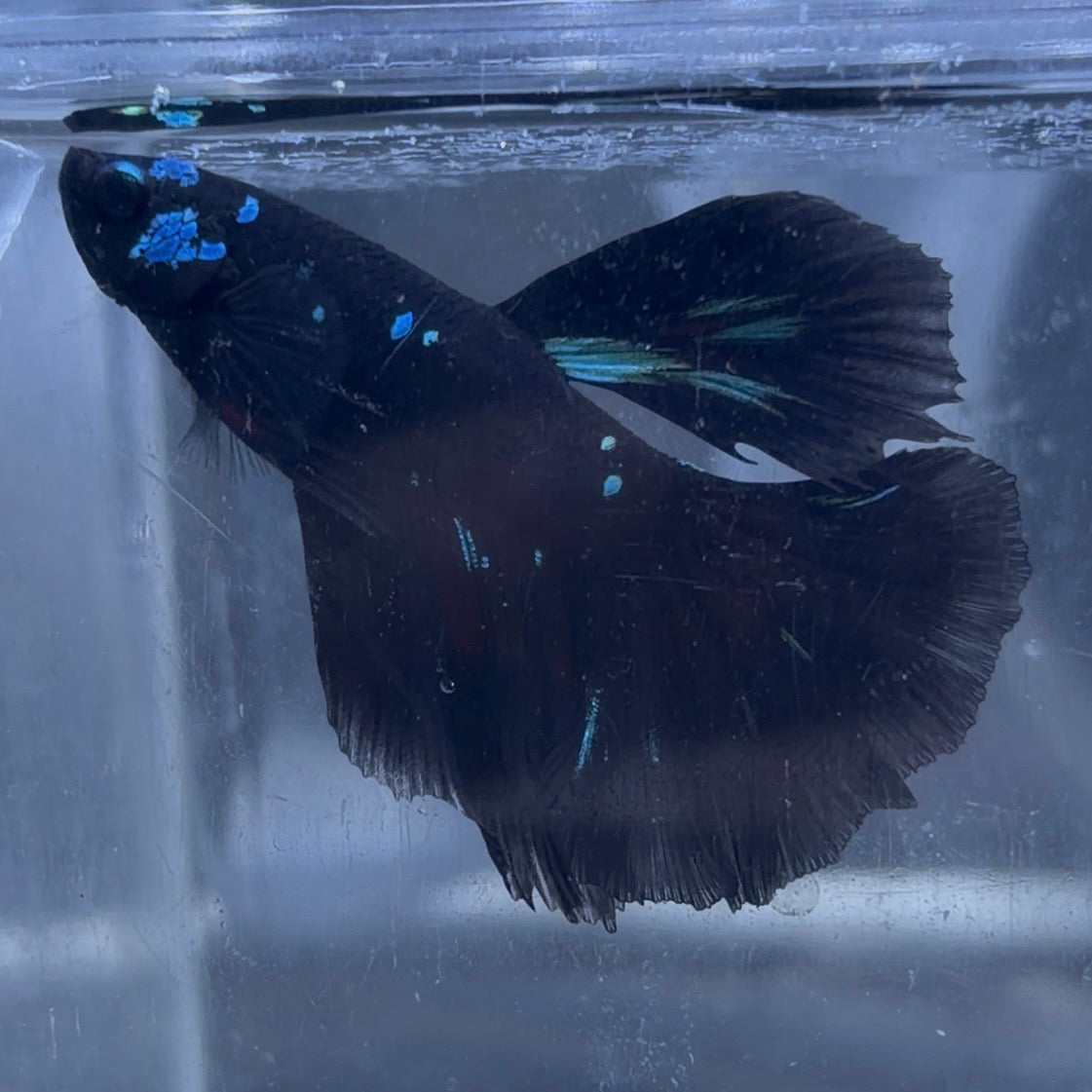Halfmoon Avatar Male Betta 3.5cm (C)