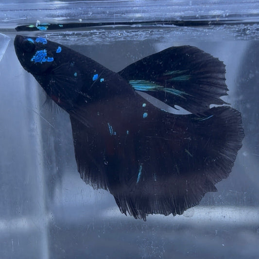 Halfmoon Avatar Male Betta 3.5cm (C)