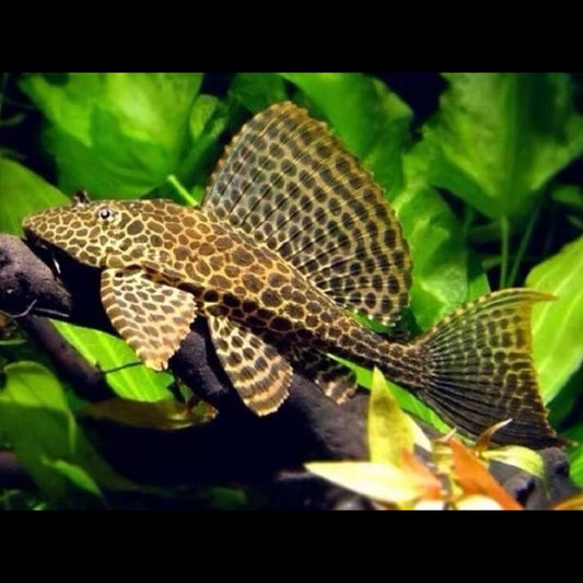 Sailfin Pleco 5cm