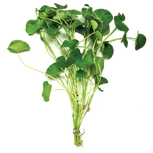 Giant Cardamine Hydrocotyle leucocephala