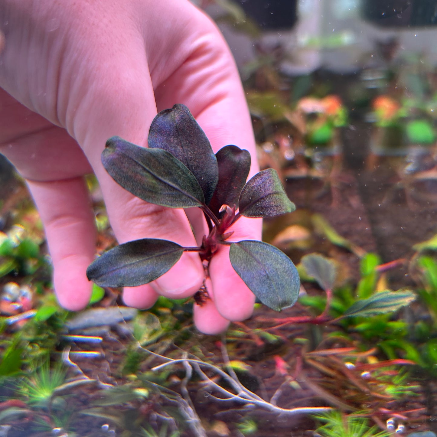 Bucephalandra Pandora Queen - Submersed grown 4-5 leaf + cutting