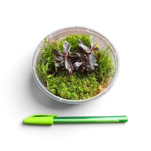 Bioscape Nano Starter Pack