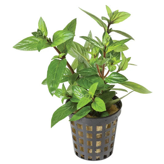 Staurogyne Repens