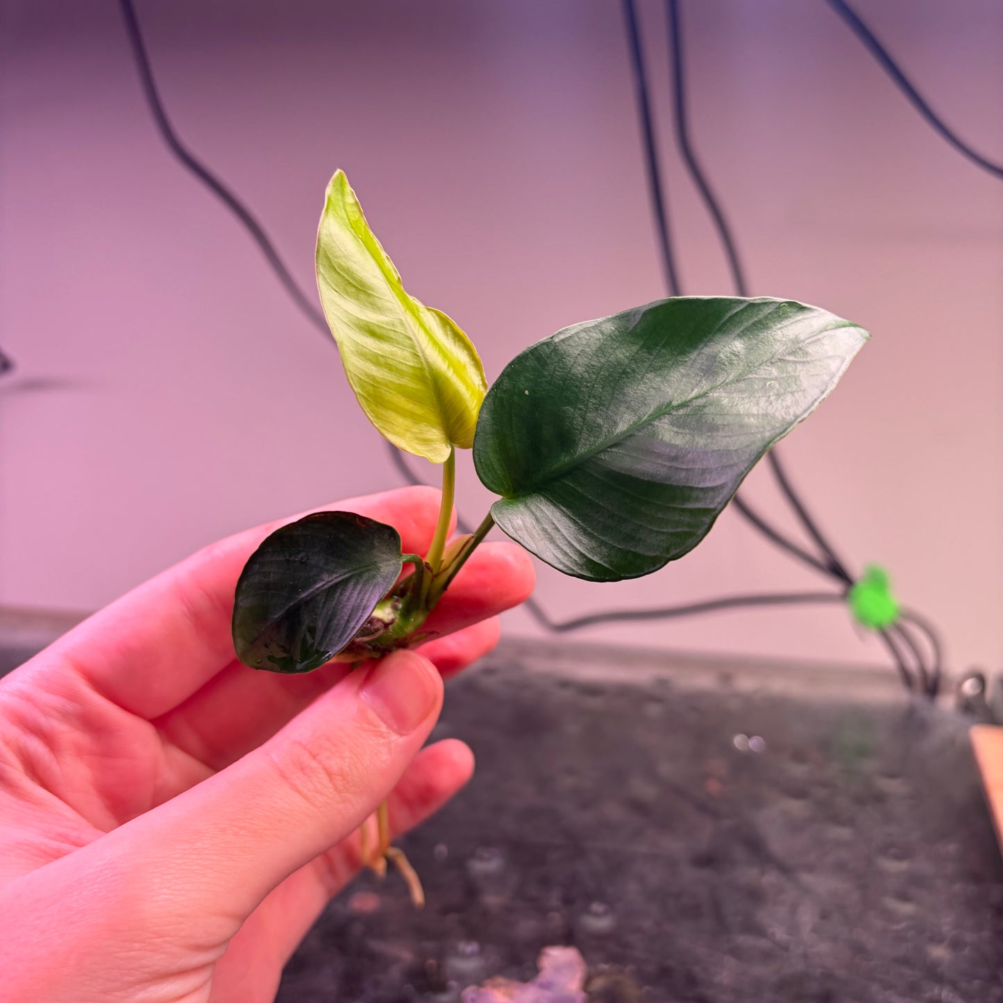10x Small Anubias Pack Of 10