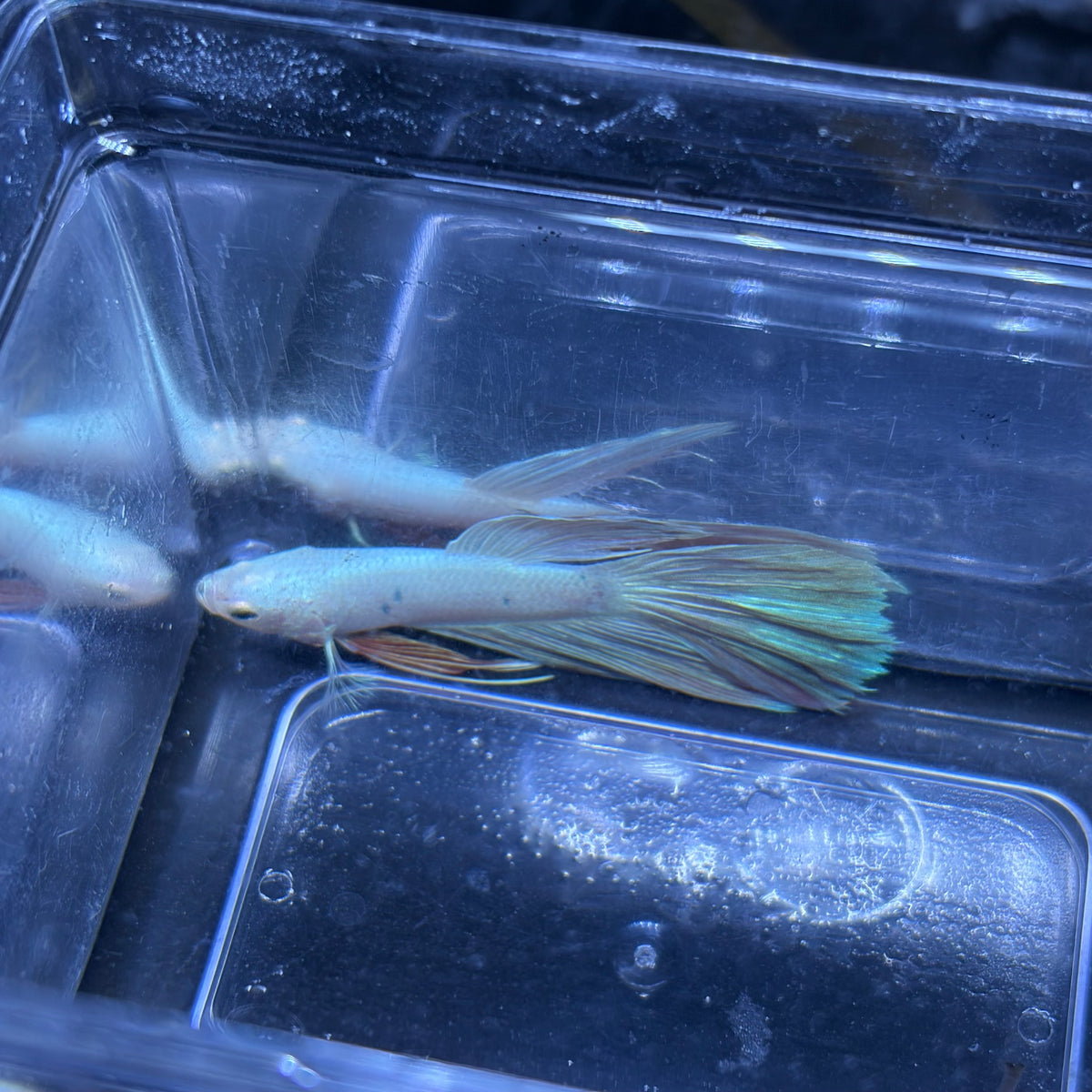 King Rose Tail Betta Male (A)