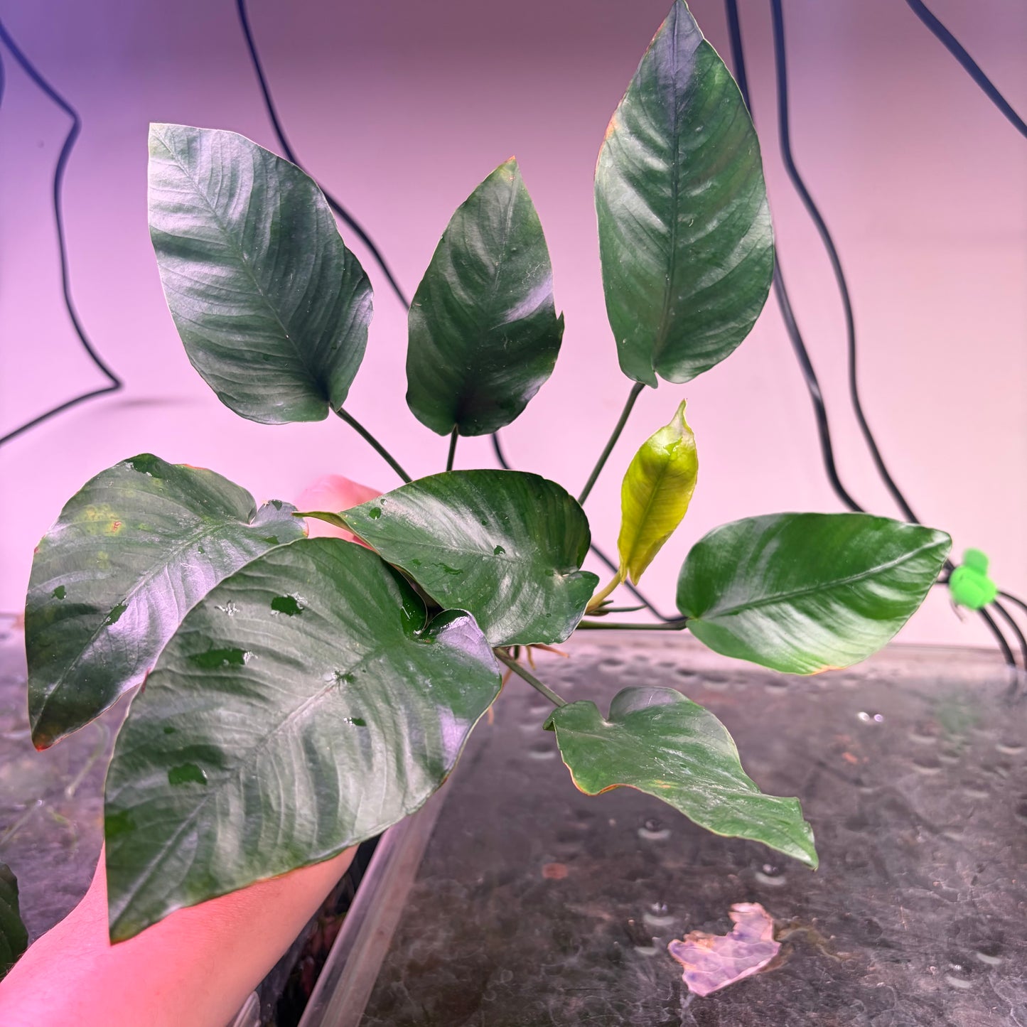 5x Medium Anubias Pack