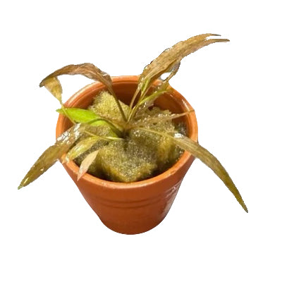 Cryptocoryne Axelrodi Terracotta Pot 3cm