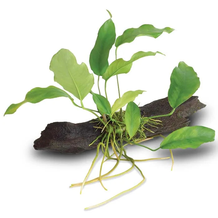 Anubias Lisa - Large Driftwood