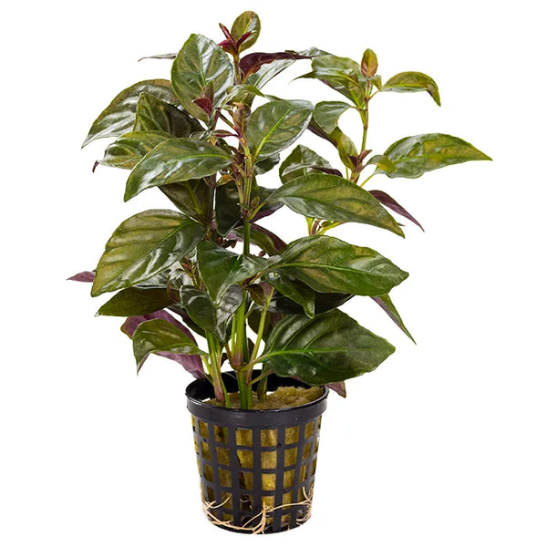 Mauve Stricta Hemigraphis alternata  (Terrarium Only Plant)