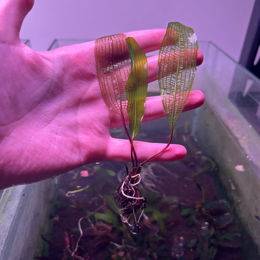 Broad Madagascar Lace Aponogeton Madagascariensis - RARE Free Delivery WA Only