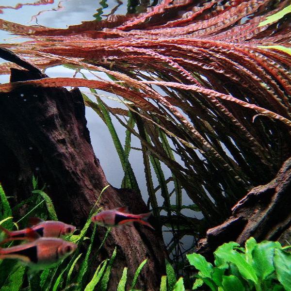 Crypt Balansae Red - Rare ★