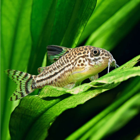 Corydoras Julii (leopard) 3cm
