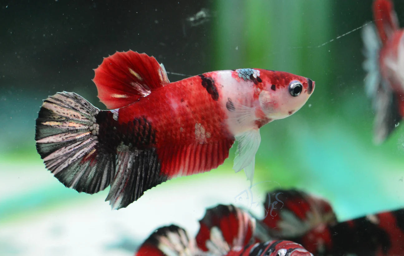 Ironman Halfmoon Plakat Male Betta 3-4cm