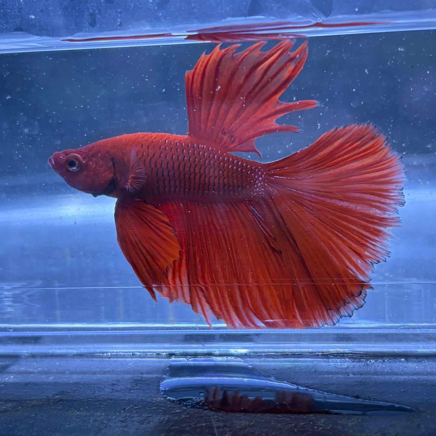 Super Delta Male Betta (Red) Example Only - Few Available