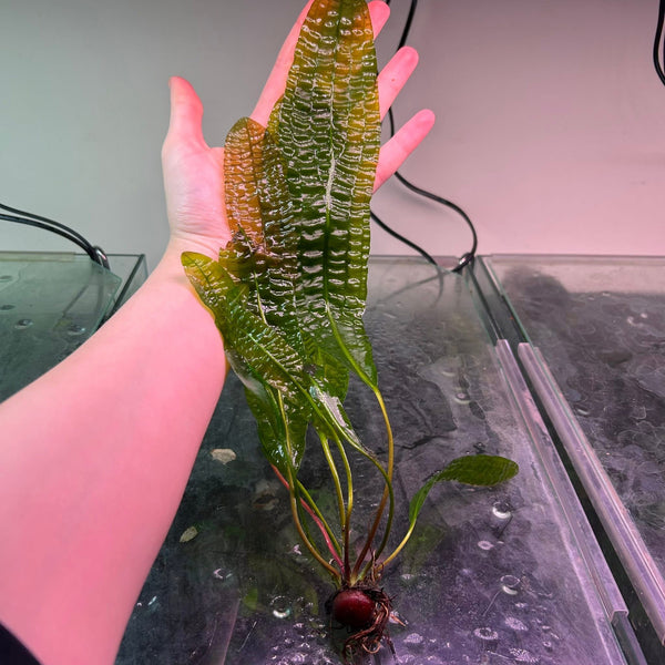 Aponogeton boivinianus - Rare ★