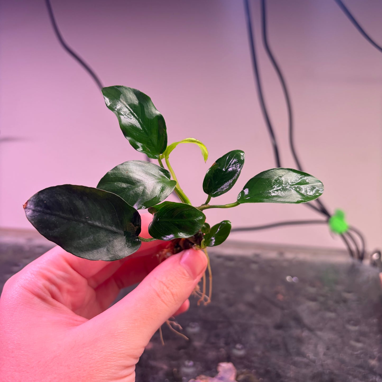 10x Small Anubias Pack Of 10