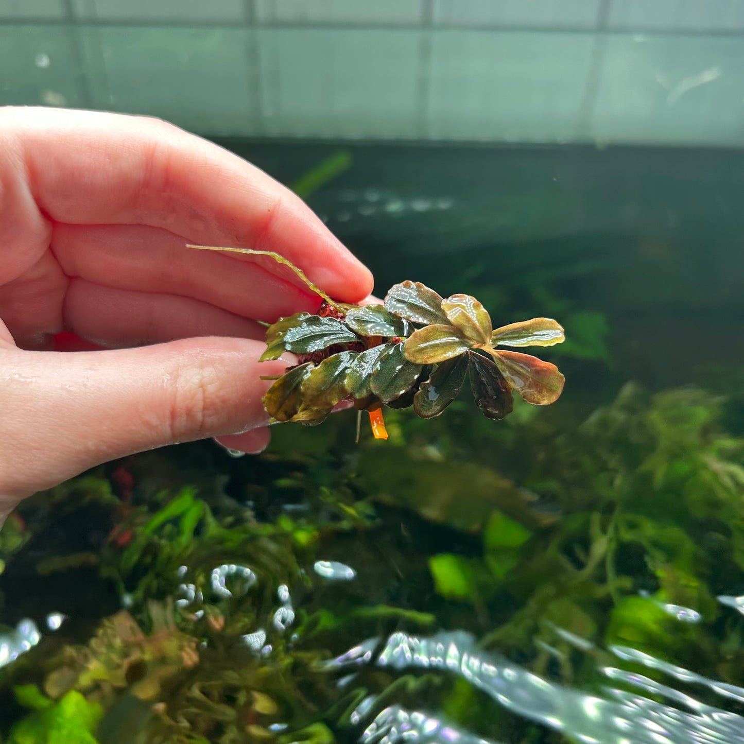 Assorted Submersed Bucephalandra