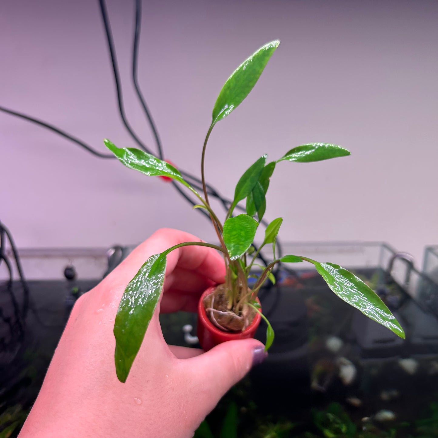 Assorted Cryptocoryne Potted 3cm Terracotta Pot ★
