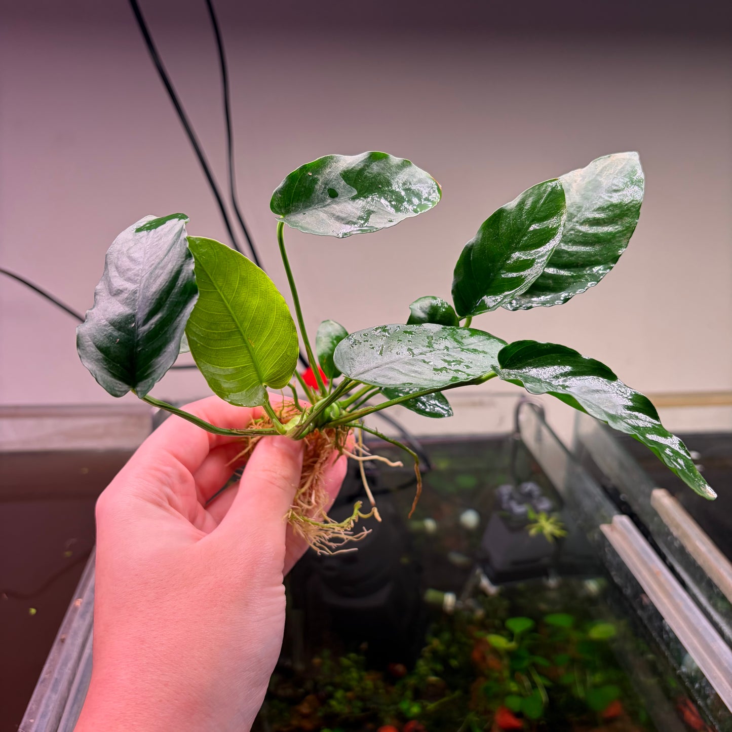 Anubias Pack 2A - 4x Plants