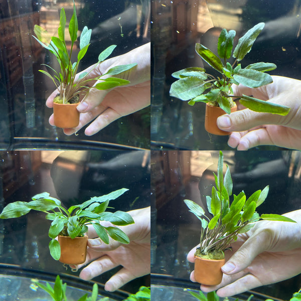 Assorted Cryptocoryne Potted 3cm Terracotta Pot ★