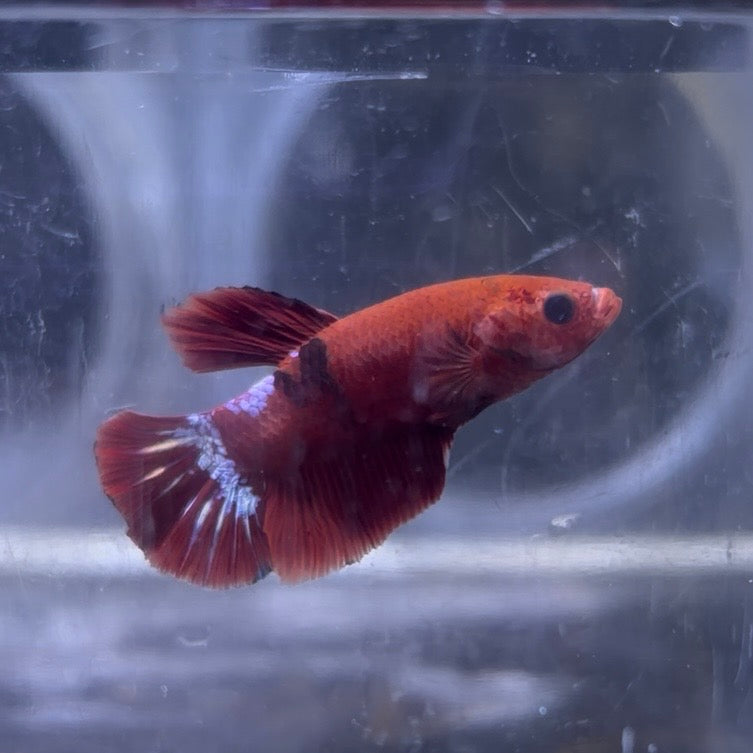 Red Hellboy Male Betta 3.5cm (B)
