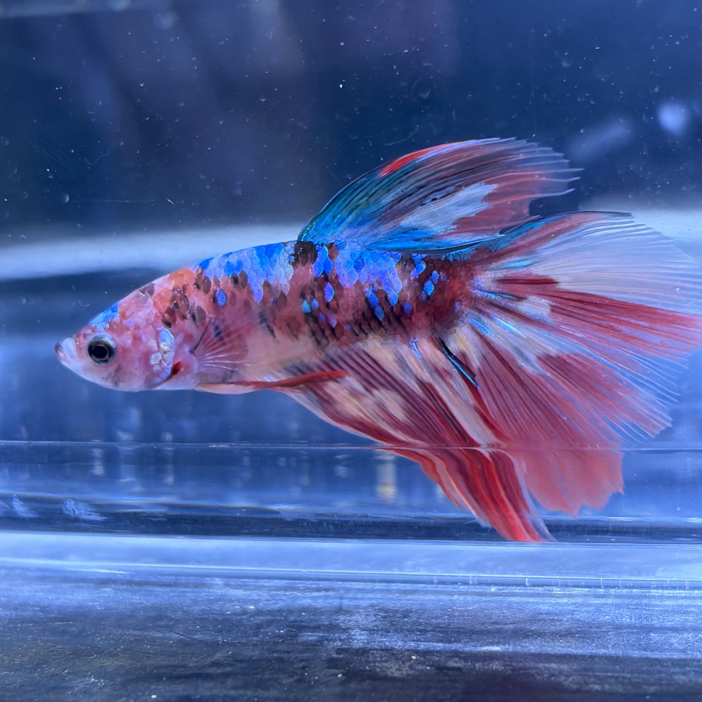 Halfmoon Multicolour/Koi Male Betta 3.5cm (A)