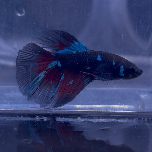 Halfmoon Avatar Betta Pair (A)