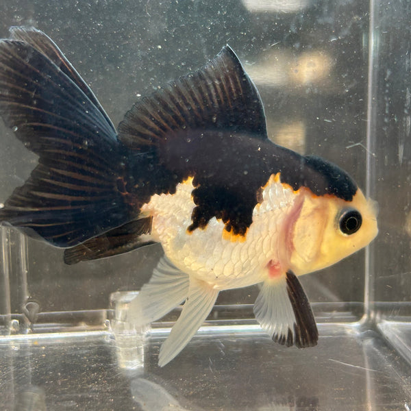 Panda Oranda Goldfish Carassius
auratus 7cm