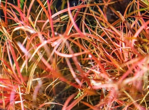 Juncus repens