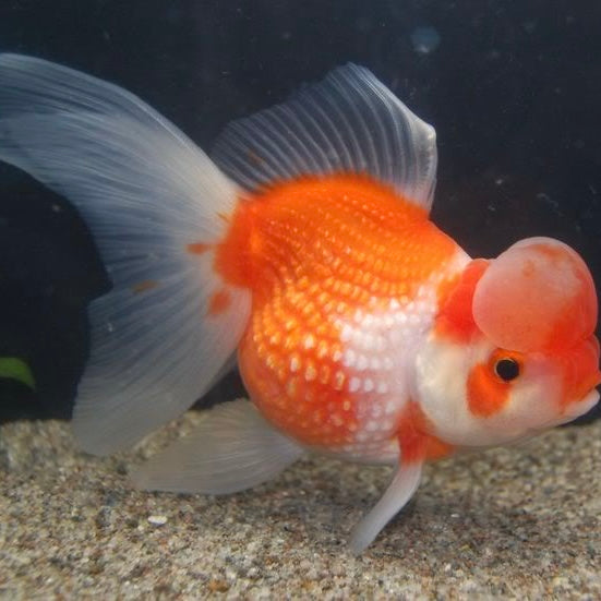 Crown Pearlscale Goldfish 7-8cm