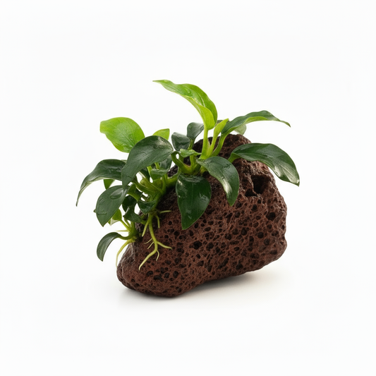 Anubias Nana Petite on Mini Lava Rock