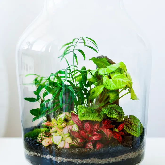 Aquarium Plant Toppers - Above Aquarium or Terrarium