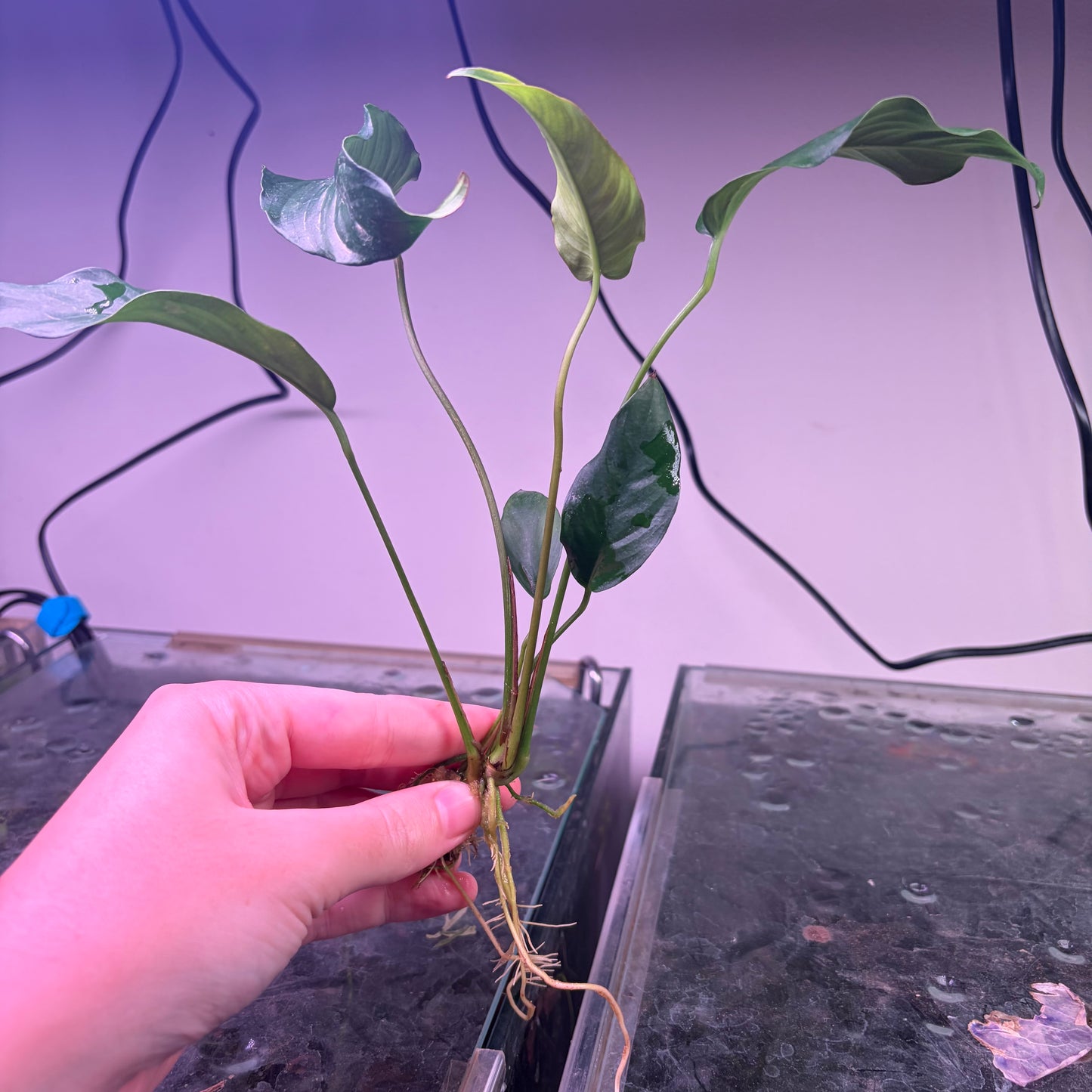 5x Medium Anubias Pack