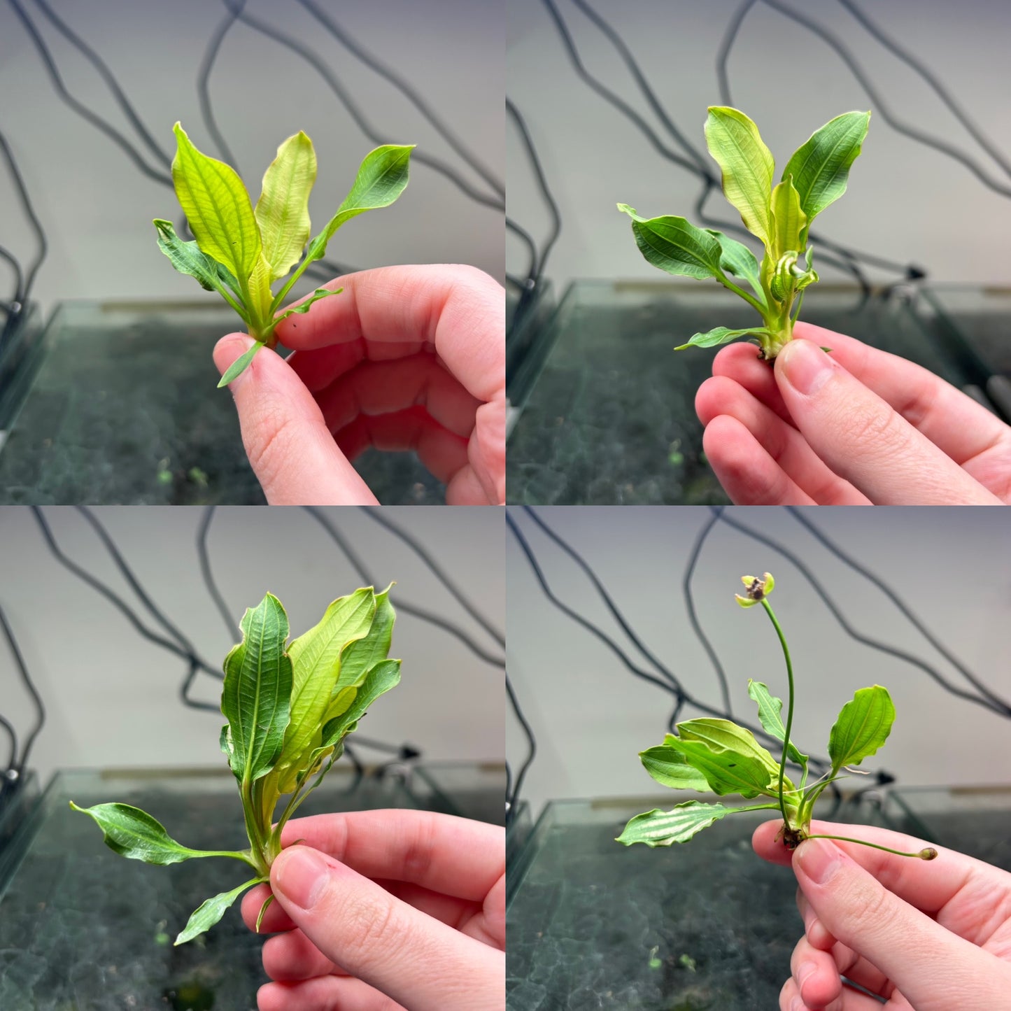 Echinodorus ‘White Flame’ Aquatic Fish Tank Plant - Emersed