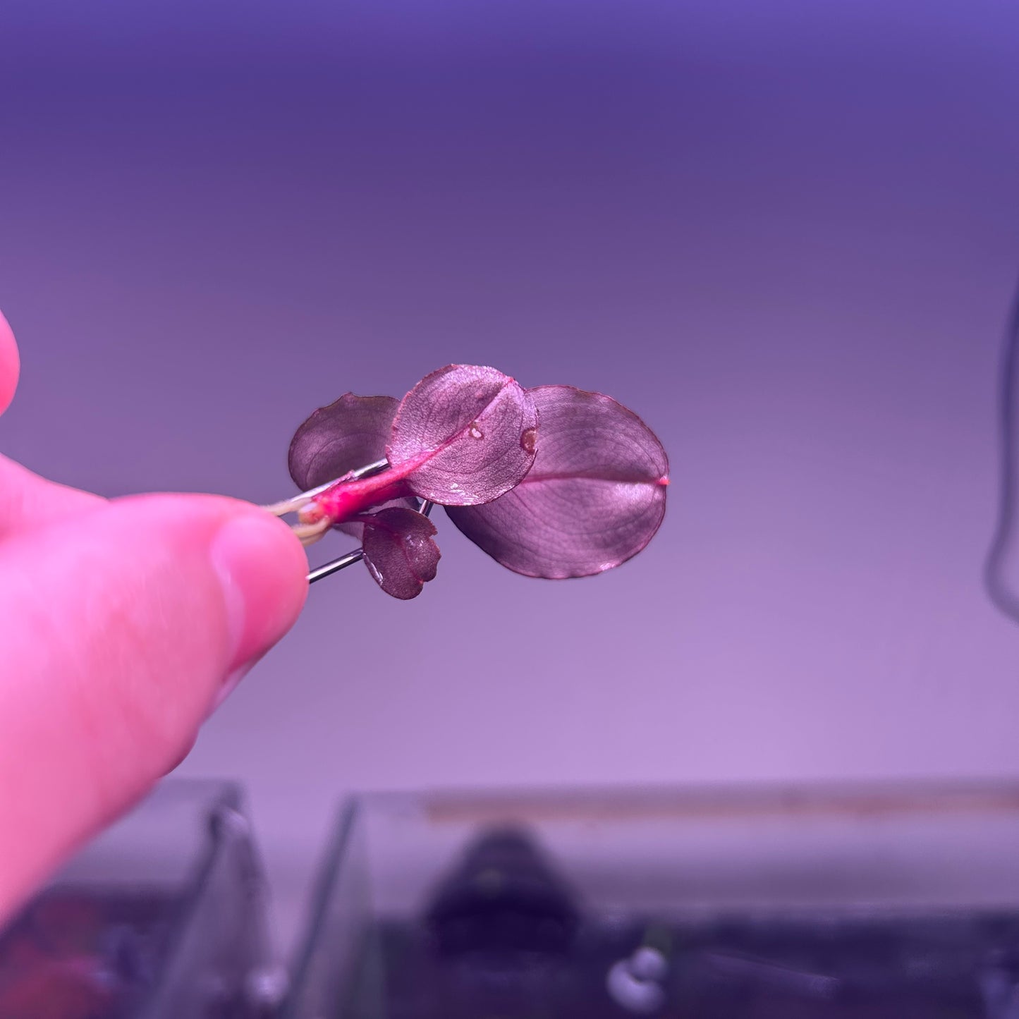 Bucephalandra Balloon - Rare ★