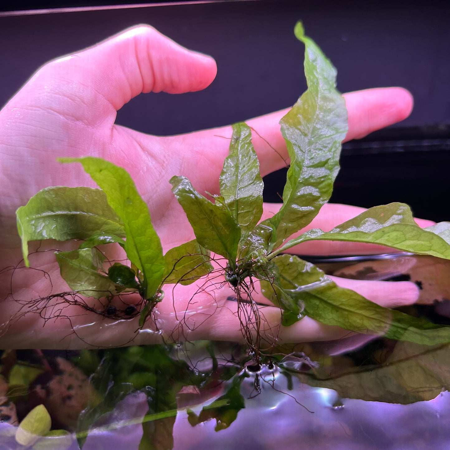 Java fern “Microsorum pteropus”  - Aquarium Fish Tank Aquatic Plant