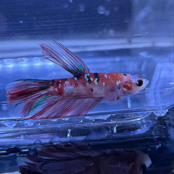 Halfmoon Multicolour/Koi Male Betta 3.5cm (K)