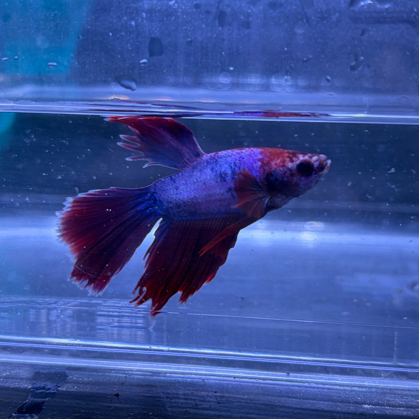 Super Delta Tail Male Betta 3.5cm (J)